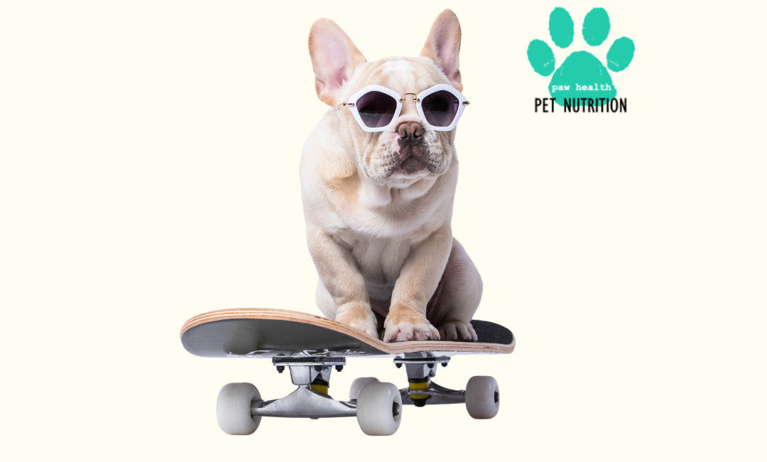 How to have a happy dog 6 USEFUL TIPS